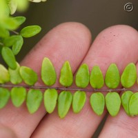 Wilson's Honeysuckle